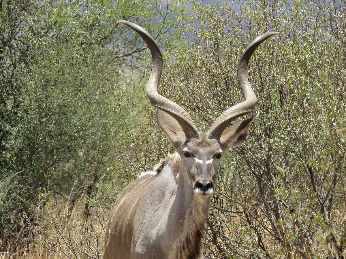 wildlife brown horned aninal antelope