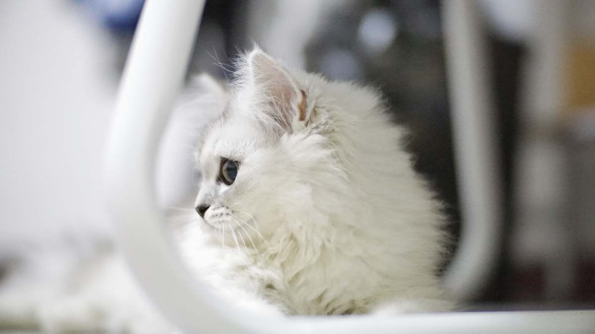pet close-up photo of white fur kitten cat