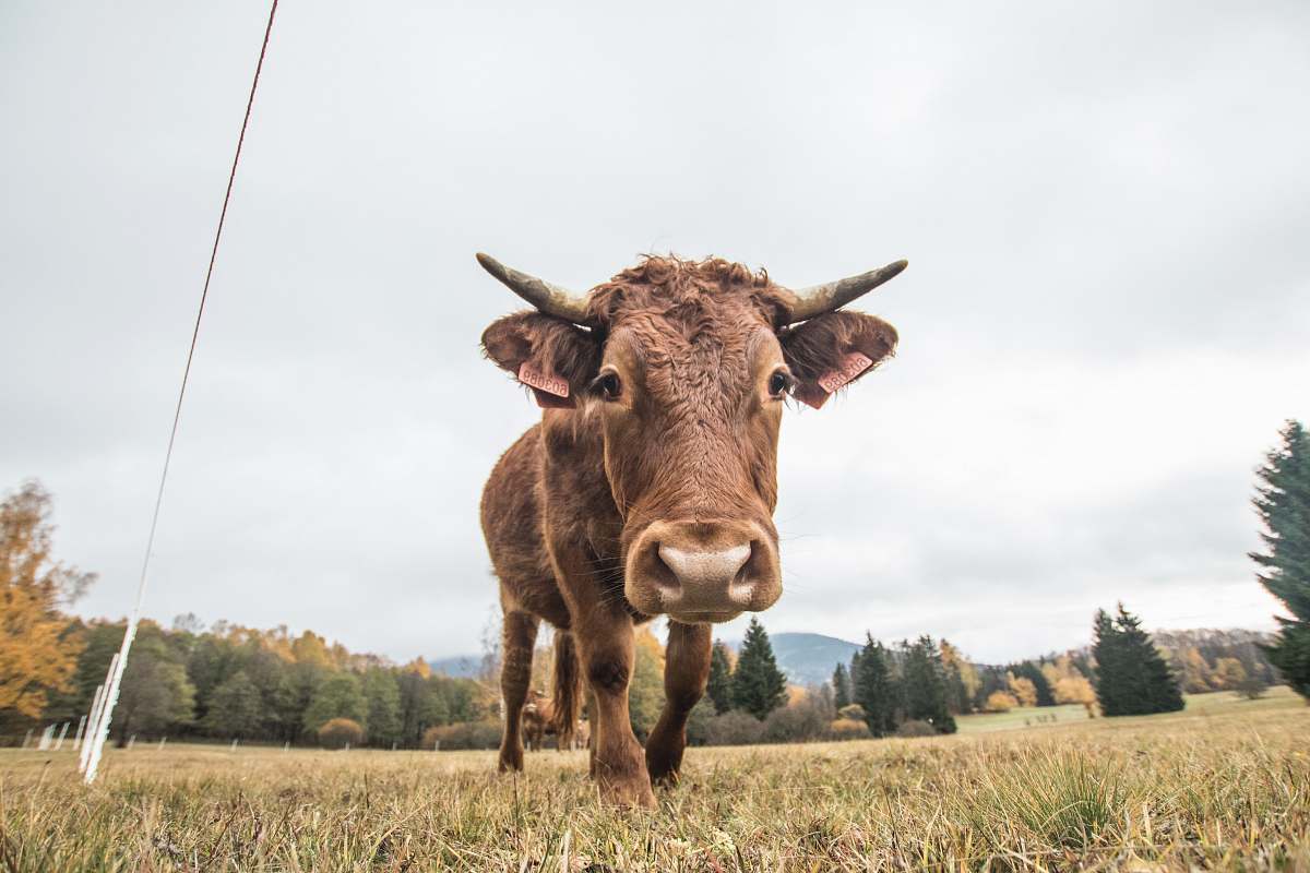 cattle low-angle photography of brown cow cow
