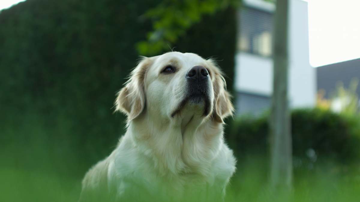 dog photo of white coated dog canine