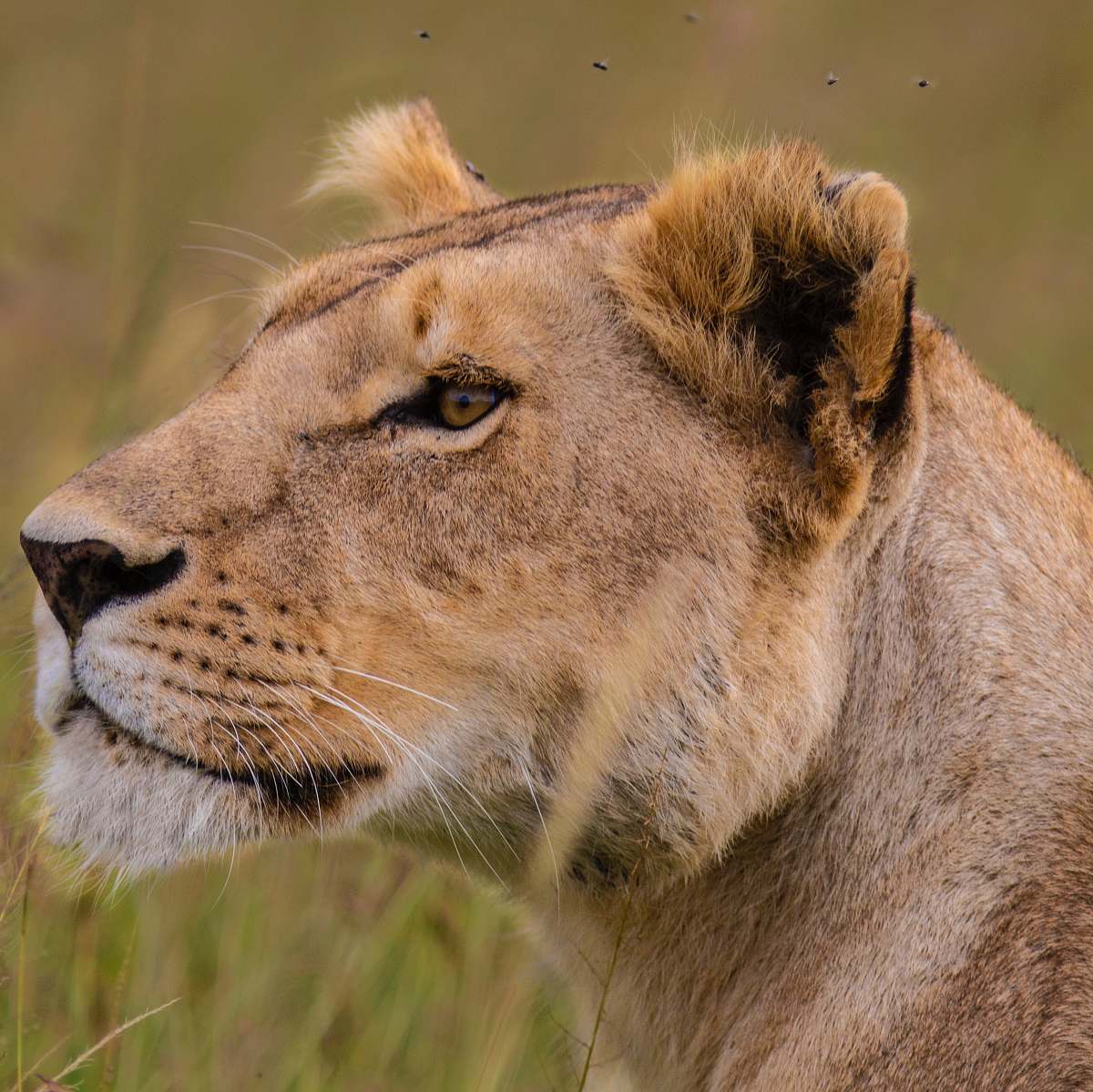 wildlife selective focus photography of lioness during daytime lion