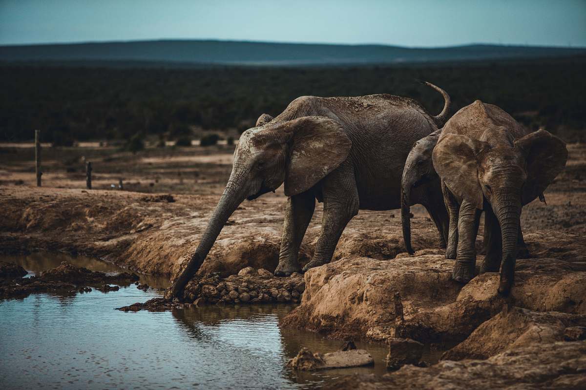 elephant two elephant beside body of water wildlife