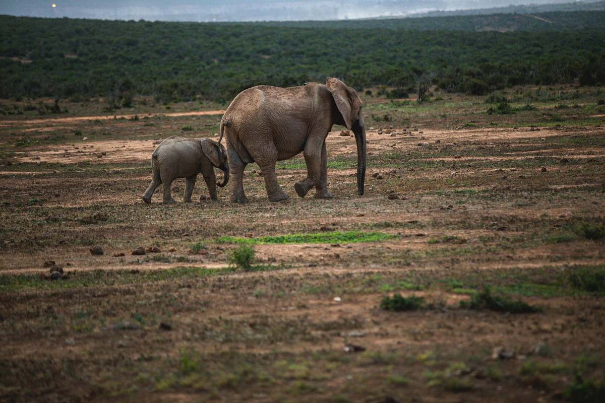 elephant two elephants walking on ground wildlife