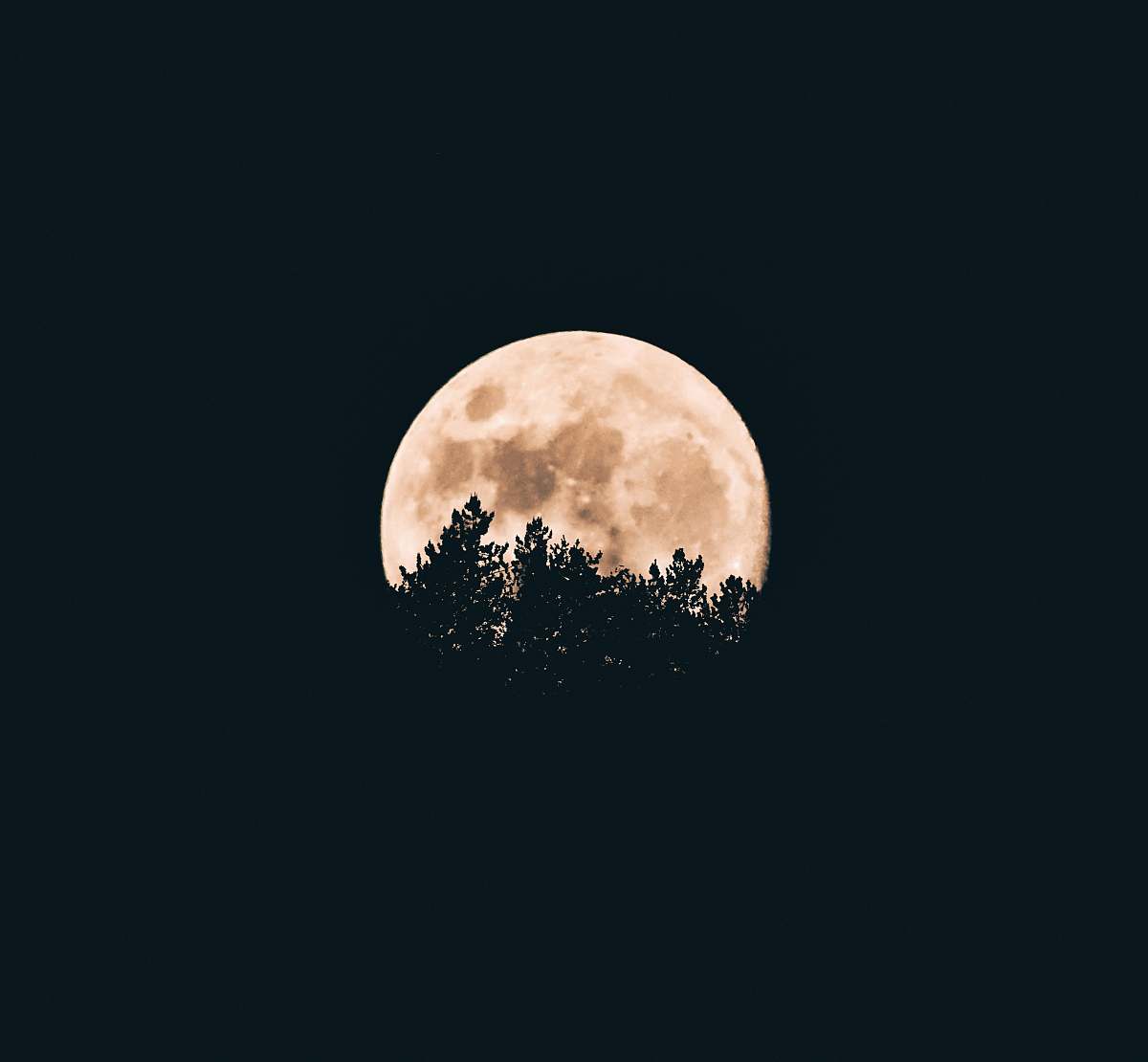 night full moon behind a tree silhouettes full moon