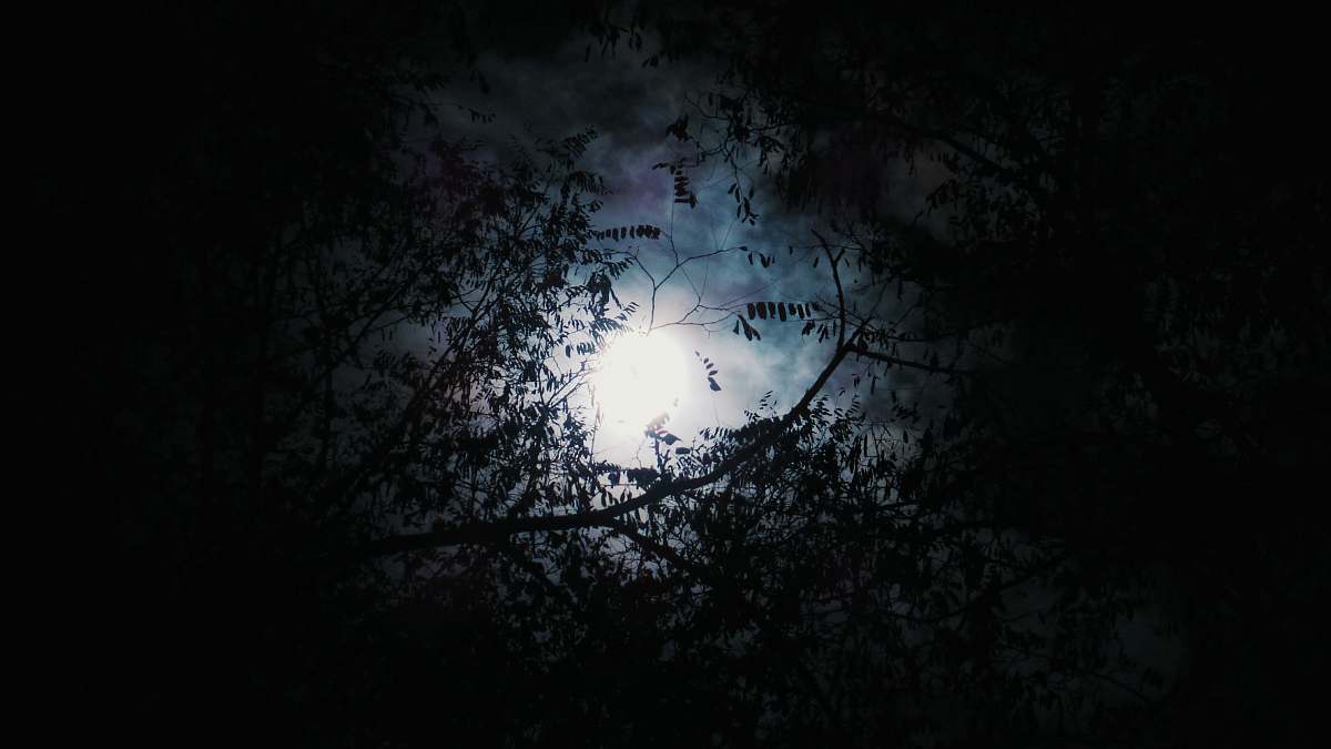 halloween silhouette of tree with full moon background dark