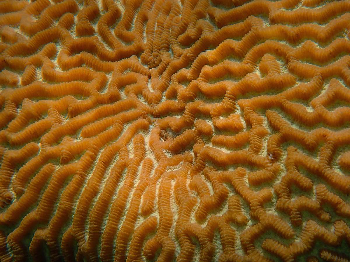 ocean  water