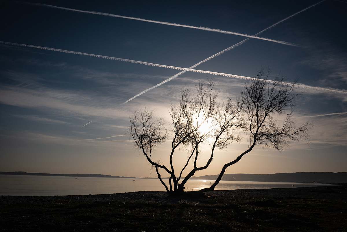 outdoors bare tree near body of water silhouette