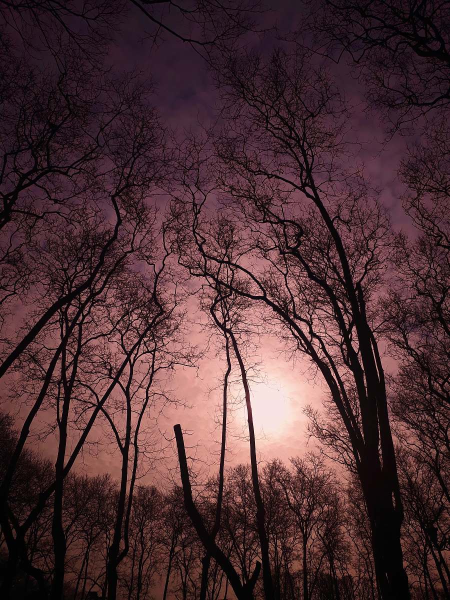 outdoors beige sky over leafless trees at sunset tree