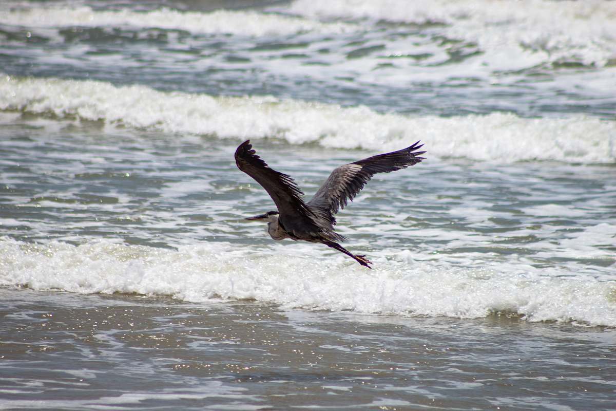 water bird flying on body of water ocean