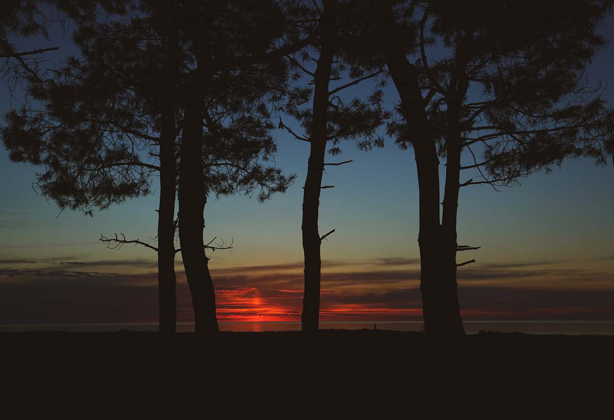 sky five trees sunset
