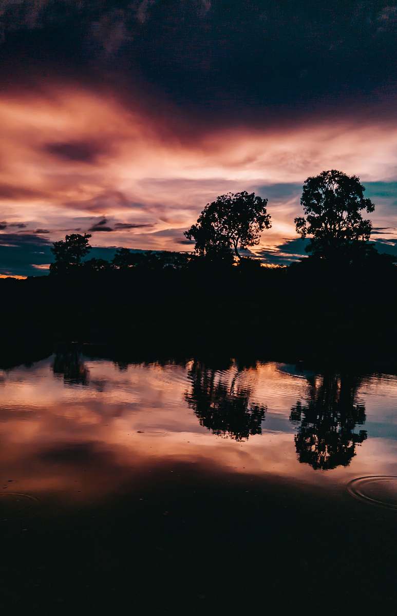 sky forest near body of water at sunset sunset