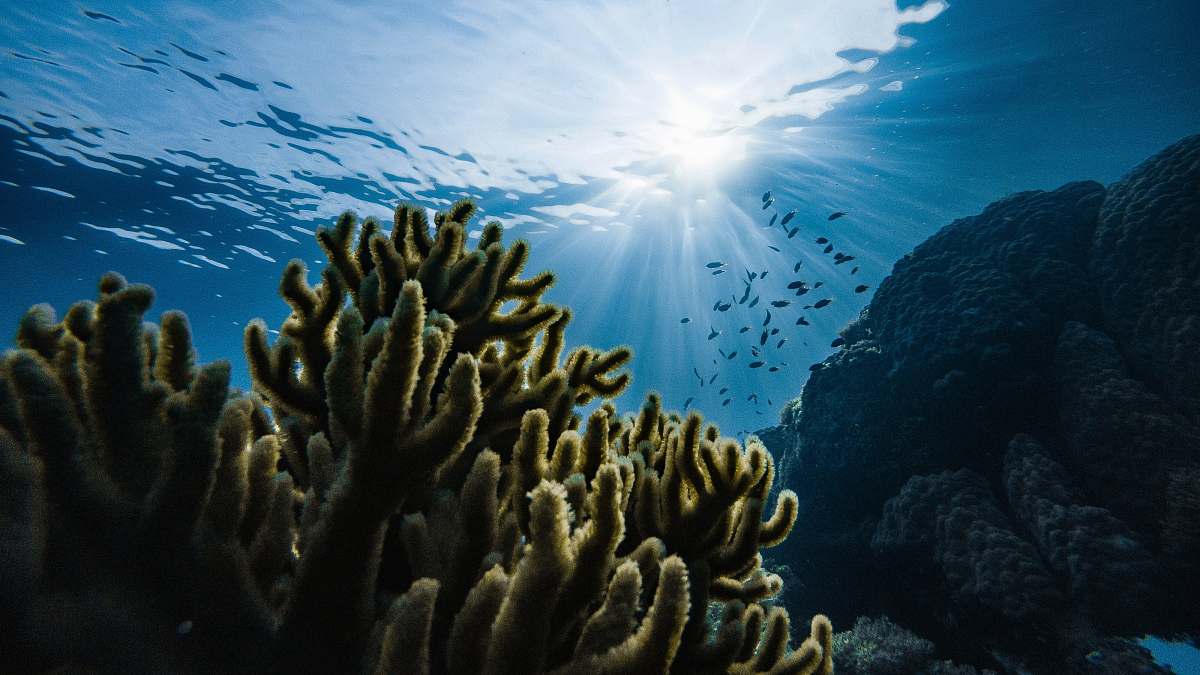 ocean green corals under water sea