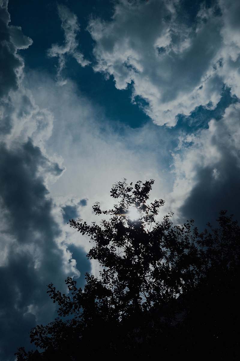 outdoors green tree under gray clouds weather