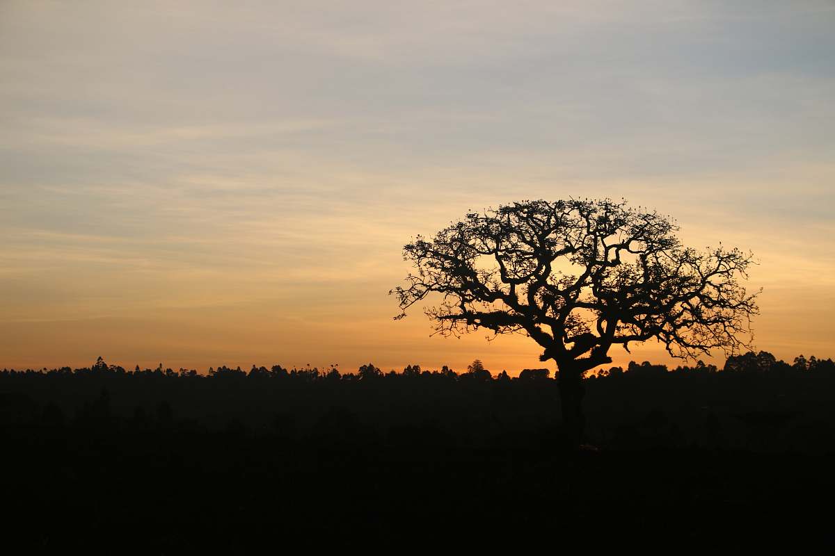 outdoors leafless tree dawn