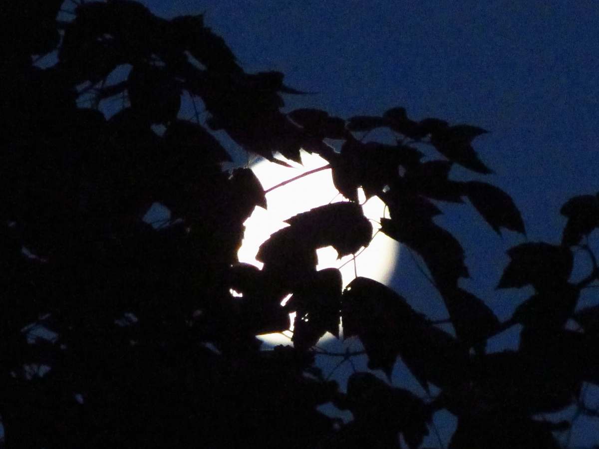 flare leaves under the moon during nighttime light