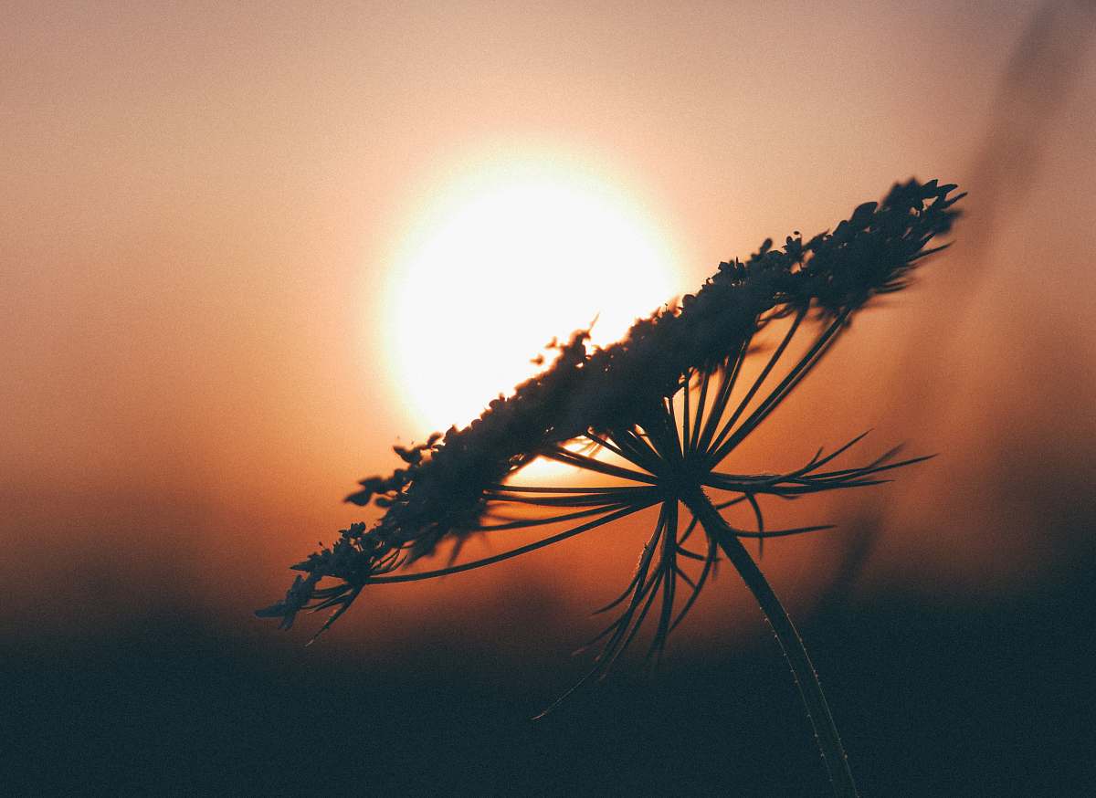 flower macroshot of dandelion during sunset silhouette