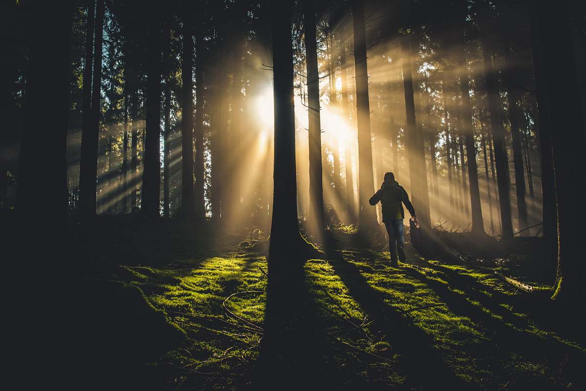 tree person on forest forest