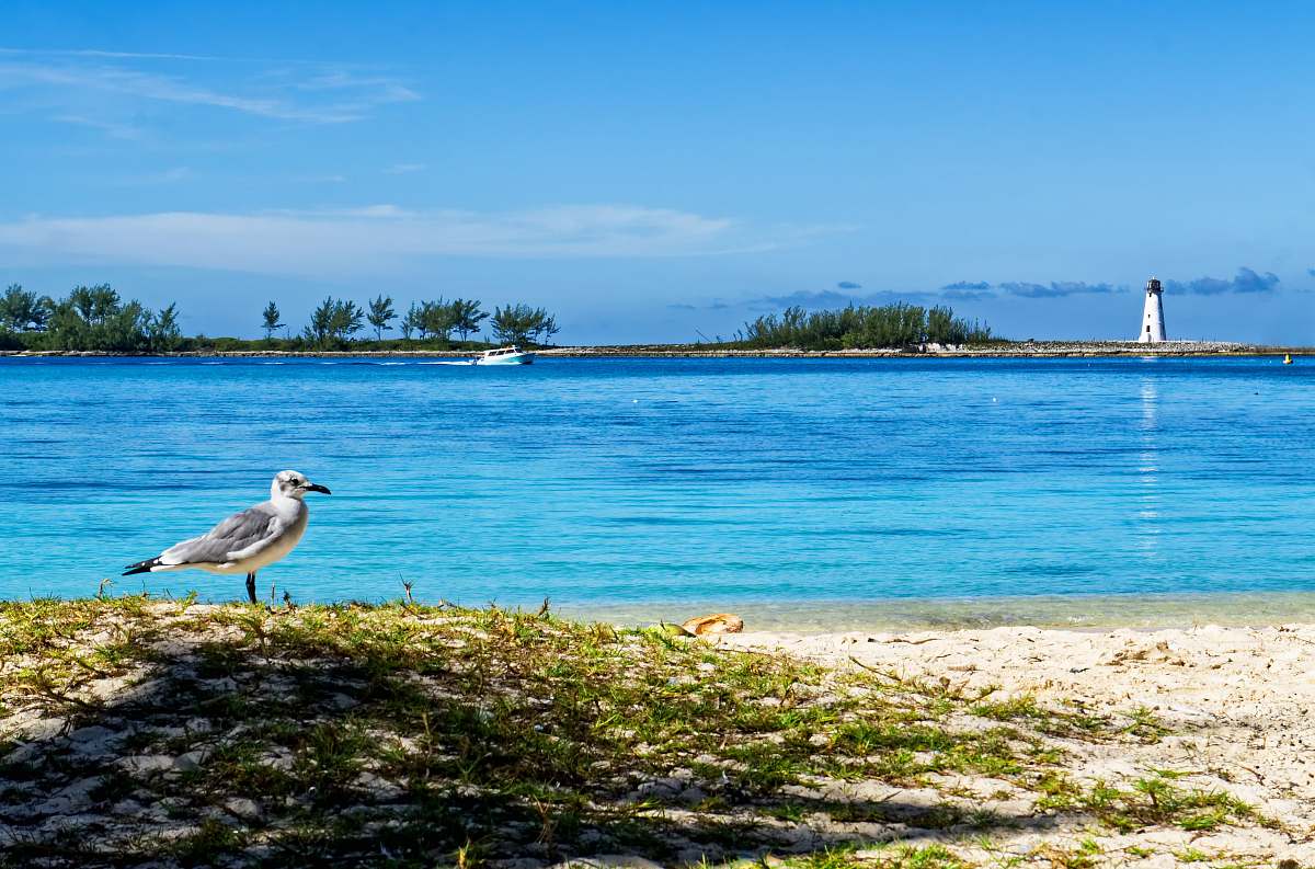 outdoors rule of thirds photography of white and gray bird standing beside body of water land