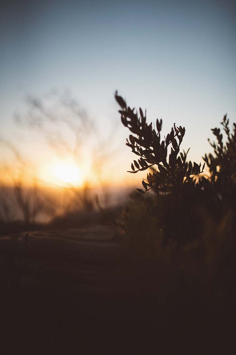 outdoors selective focus photography of green leaf plant sunrise