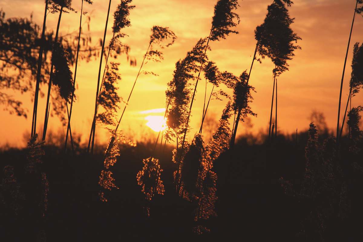 sunset shallow focus photography of plants during sunset sunrise