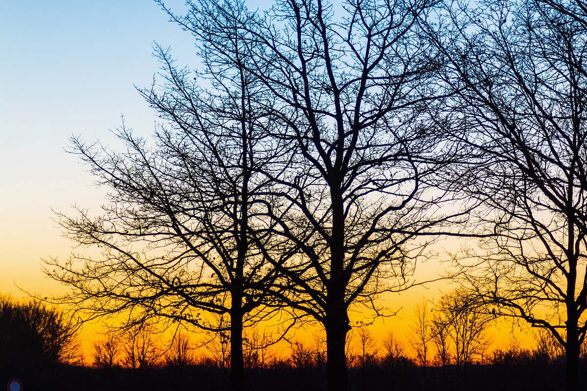 sky silhouette of bare trees during golden hour outdoors