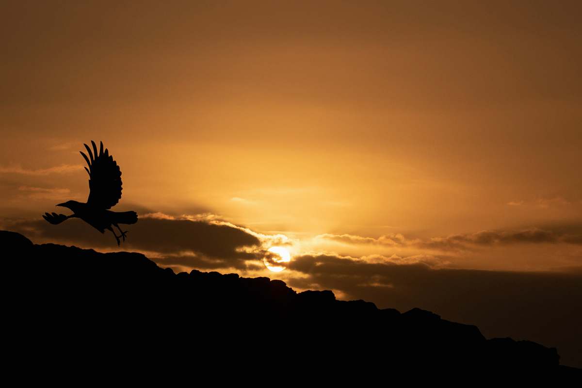 silhouette silhouette of flying bird during golden hour bird