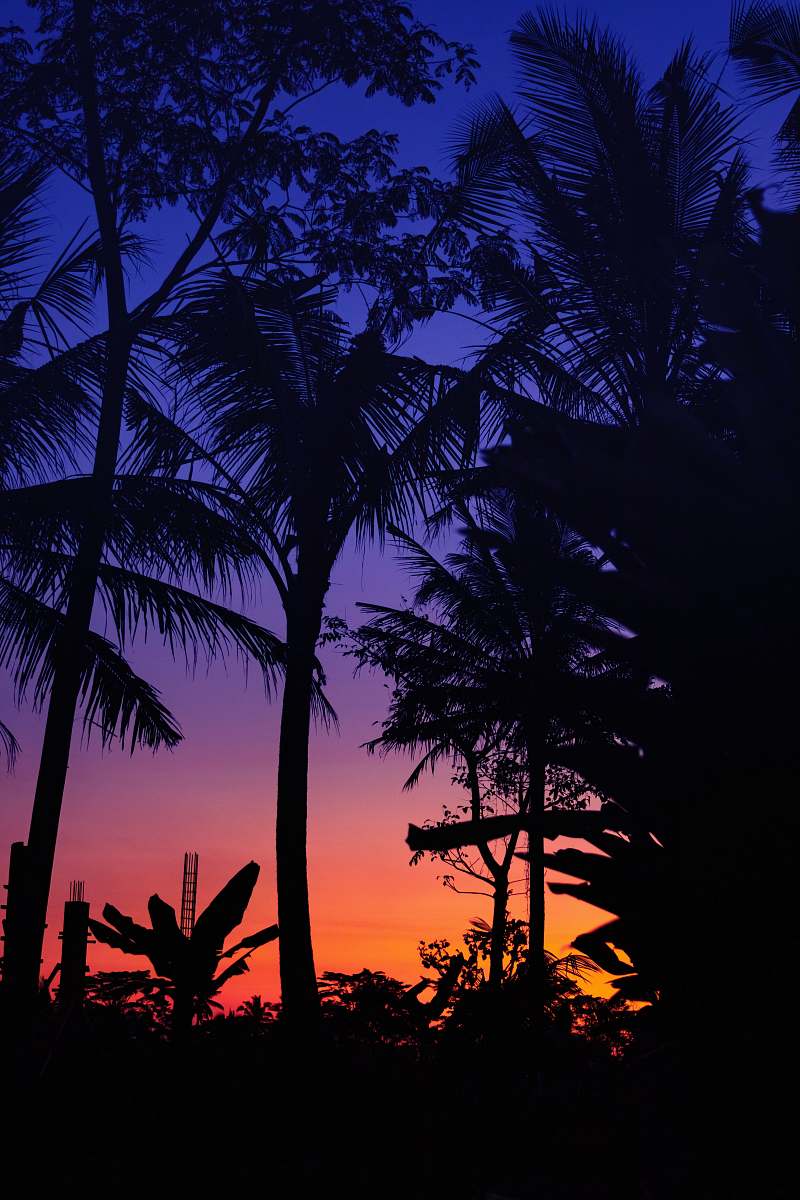 silhouette silhouette of palm trees during golden hour outdoors