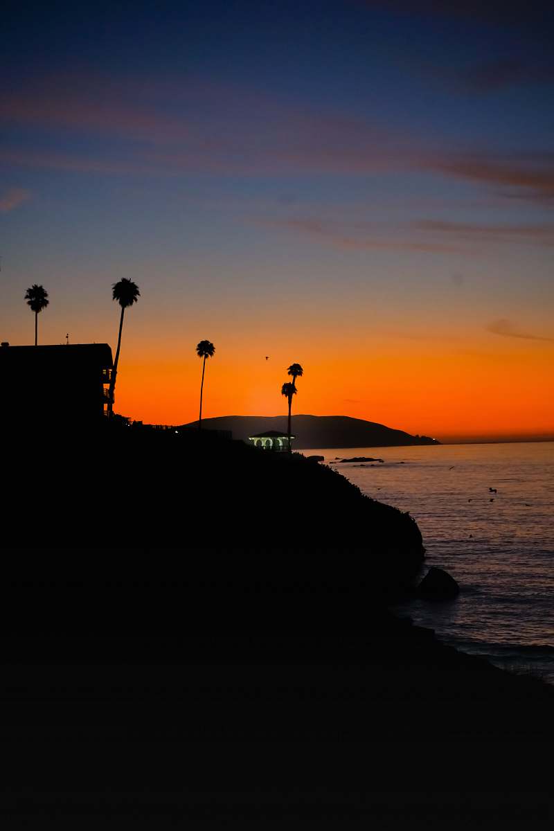 outdoors silhouette of palm trees dawn