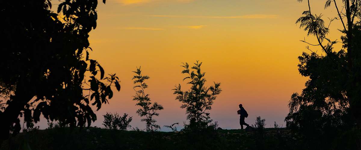 person silhouette of person and trees during golden hour human