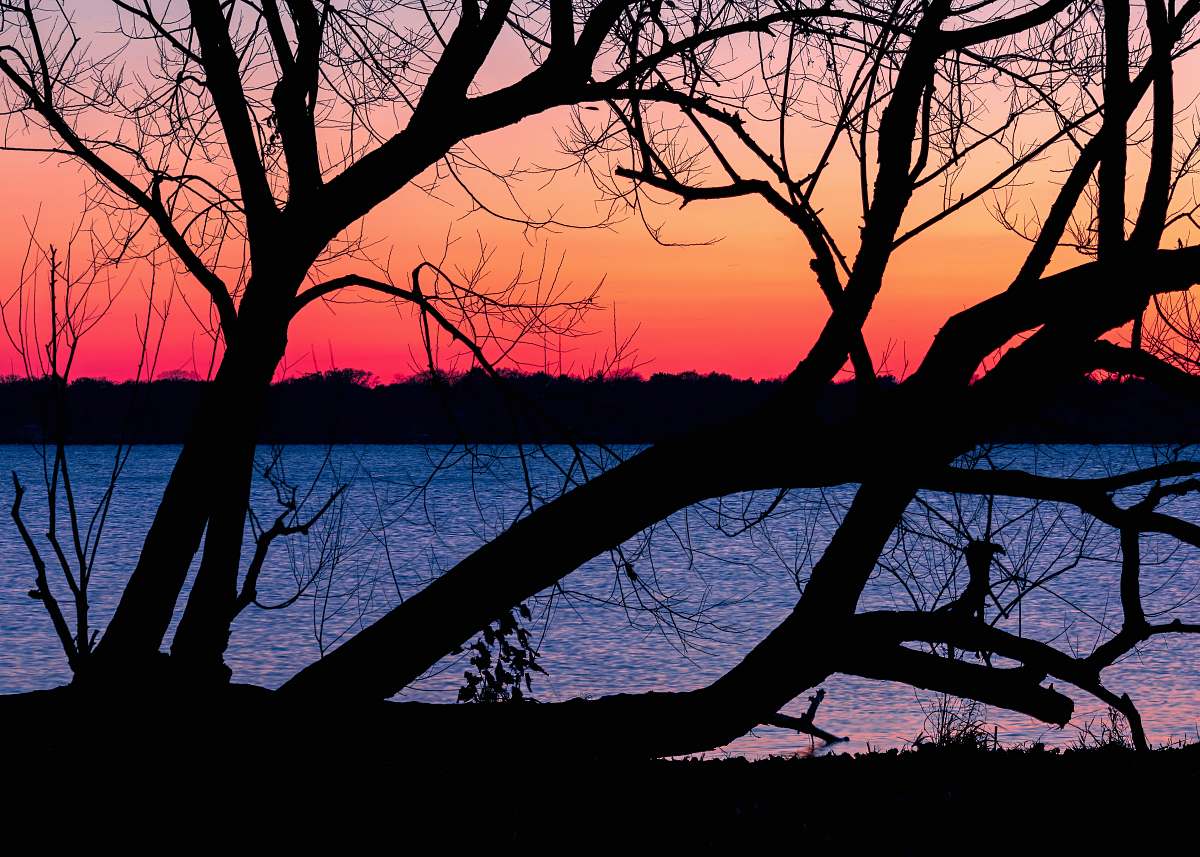 outdoors silhouette of tree near body of water during sunset dawn