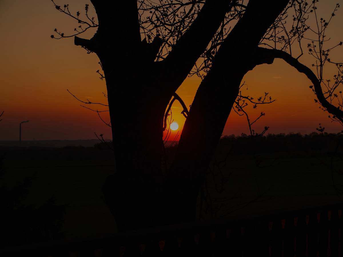 outdoors silhouette of tree sunlight