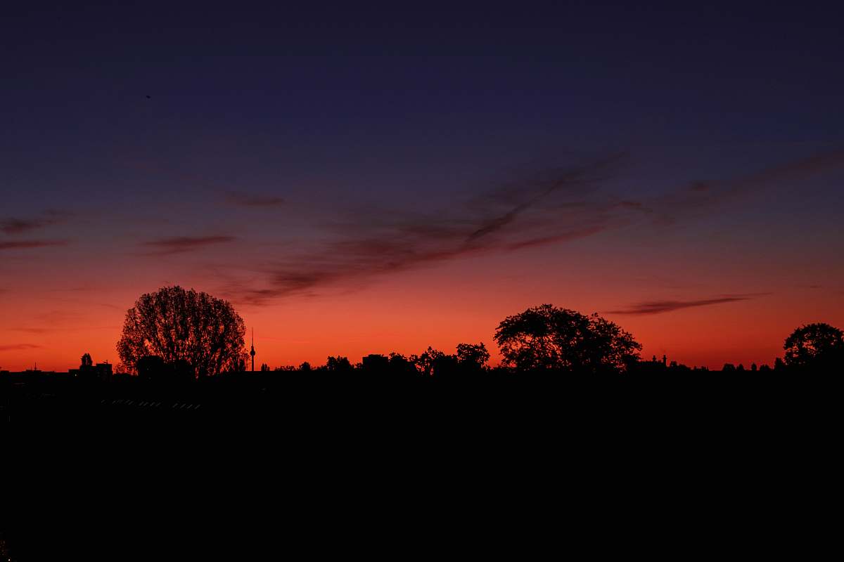 outdoors silhouette of trees during golden hour dawn