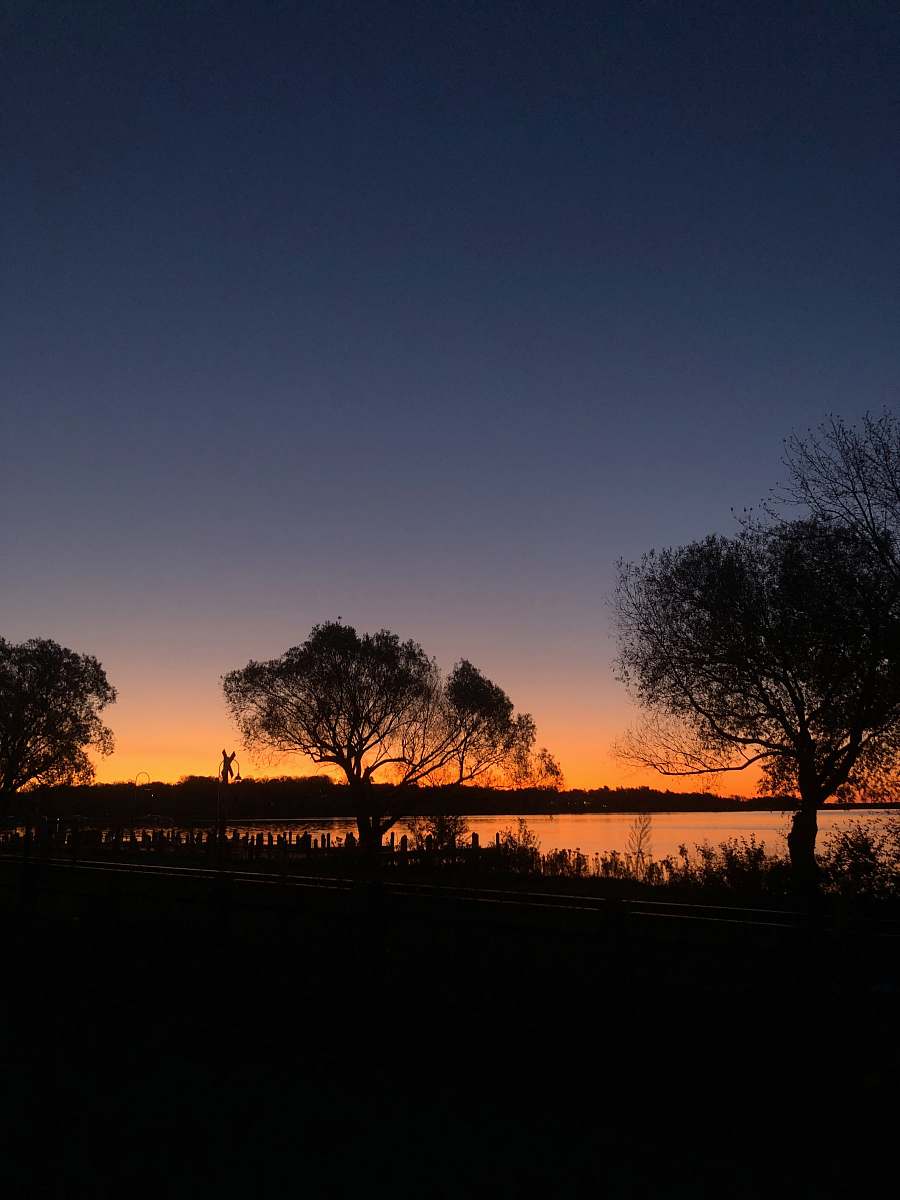 outdoors silhouette of trees near body of water dawn