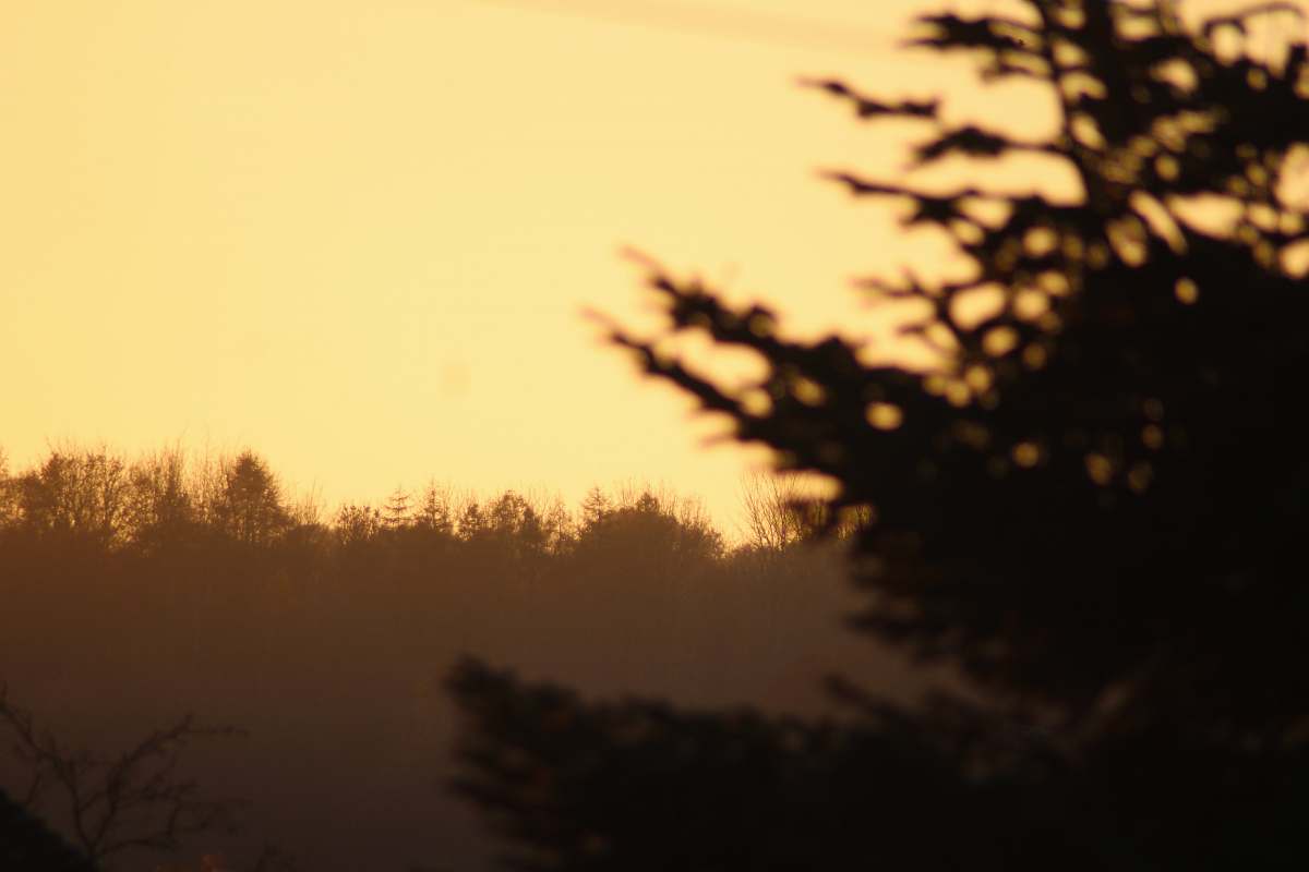 outdoors silhouette of trees red sky