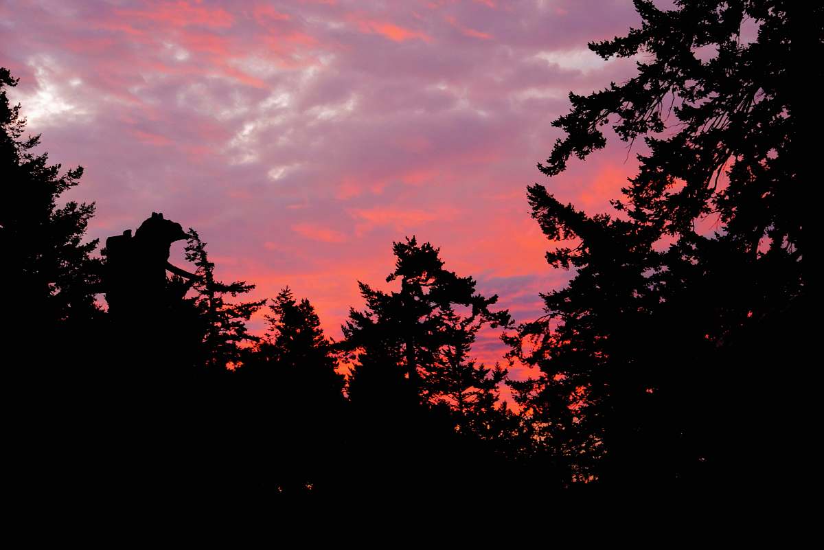 silhouette silhouette of trees outdoors