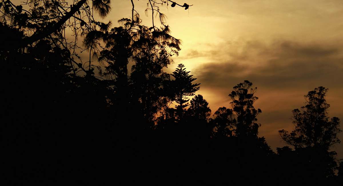 sunset silhouette of trees outdoors