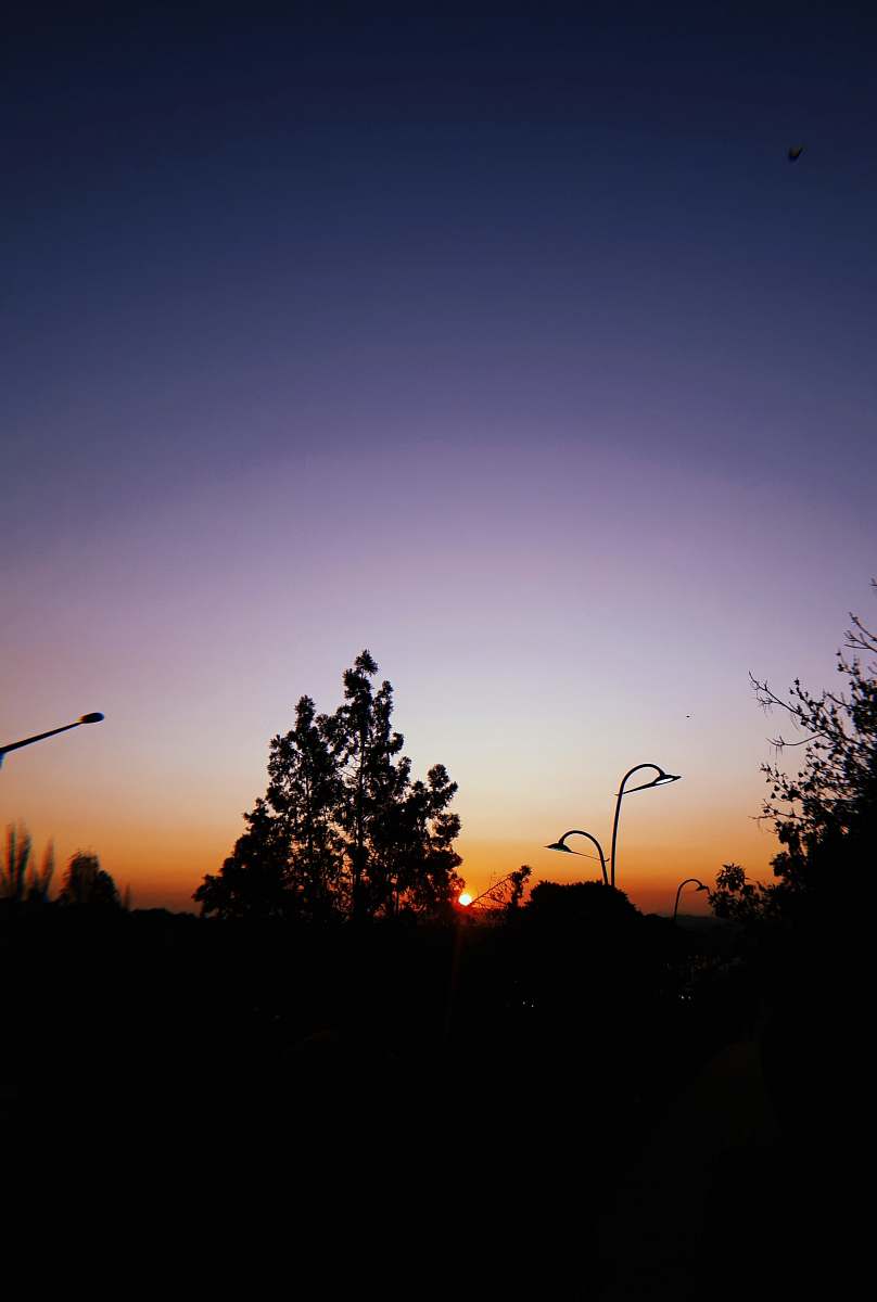 outdoors silhouette of trees under blue sky silhouette