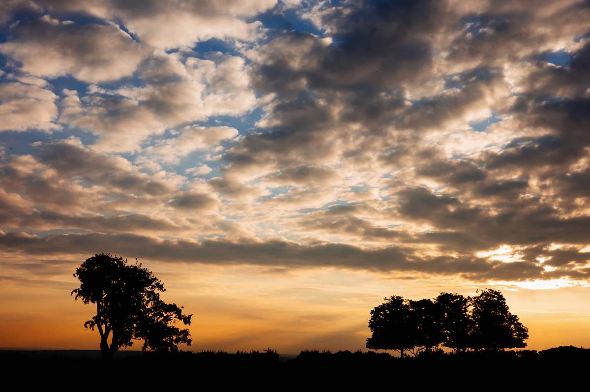 outdoors silhouette of trees under orange and gray clouds during daytime sky