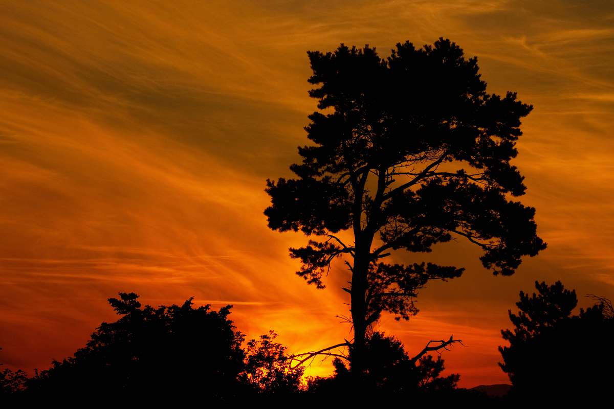 sunset silhouette of trees under orange skies outdoors