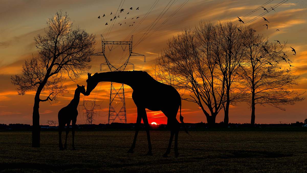 outdoors silhouette of two giraffes on ground under orange skies silhouette