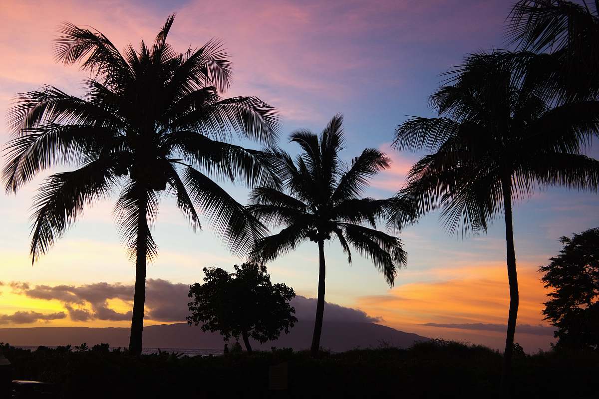 sunset silhouette photo of coconut trees outdoors