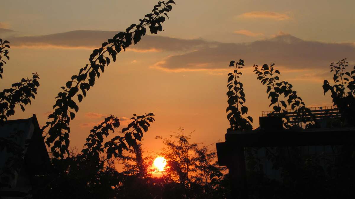 outdoors silhouette photo of green-leafed plants sunlight