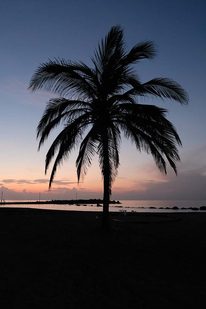 silhouette silhouette photography of palm tree tropical