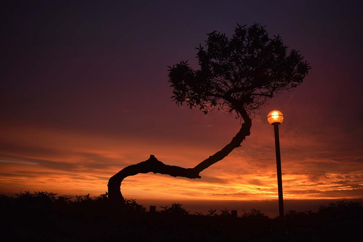 silhouette silhouette photography of tree and post lamp during golden hour outdoors