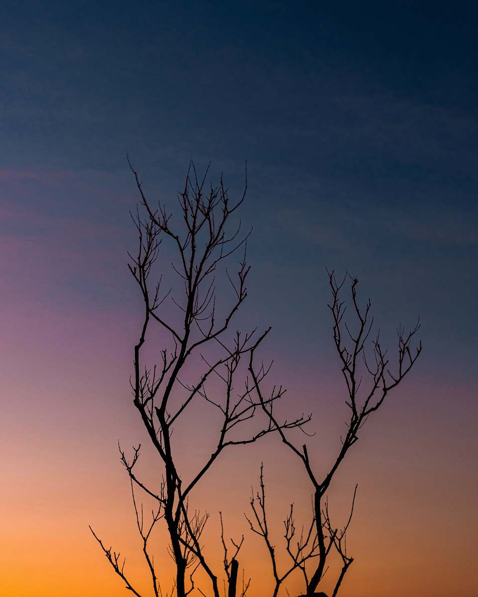 outdoors silhouette photography of tree during dawn dawn
