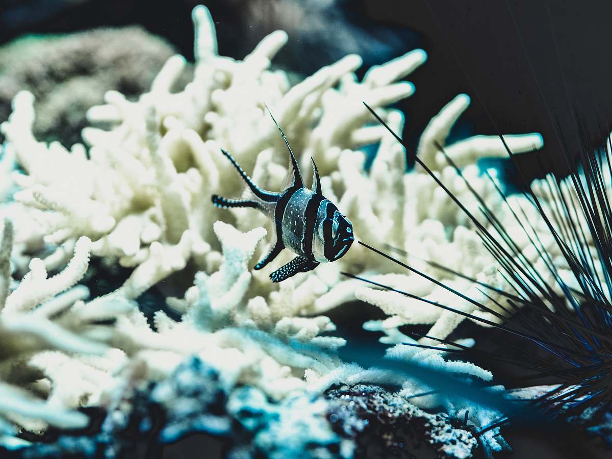 ocean silver and black striped pet fish outdoors