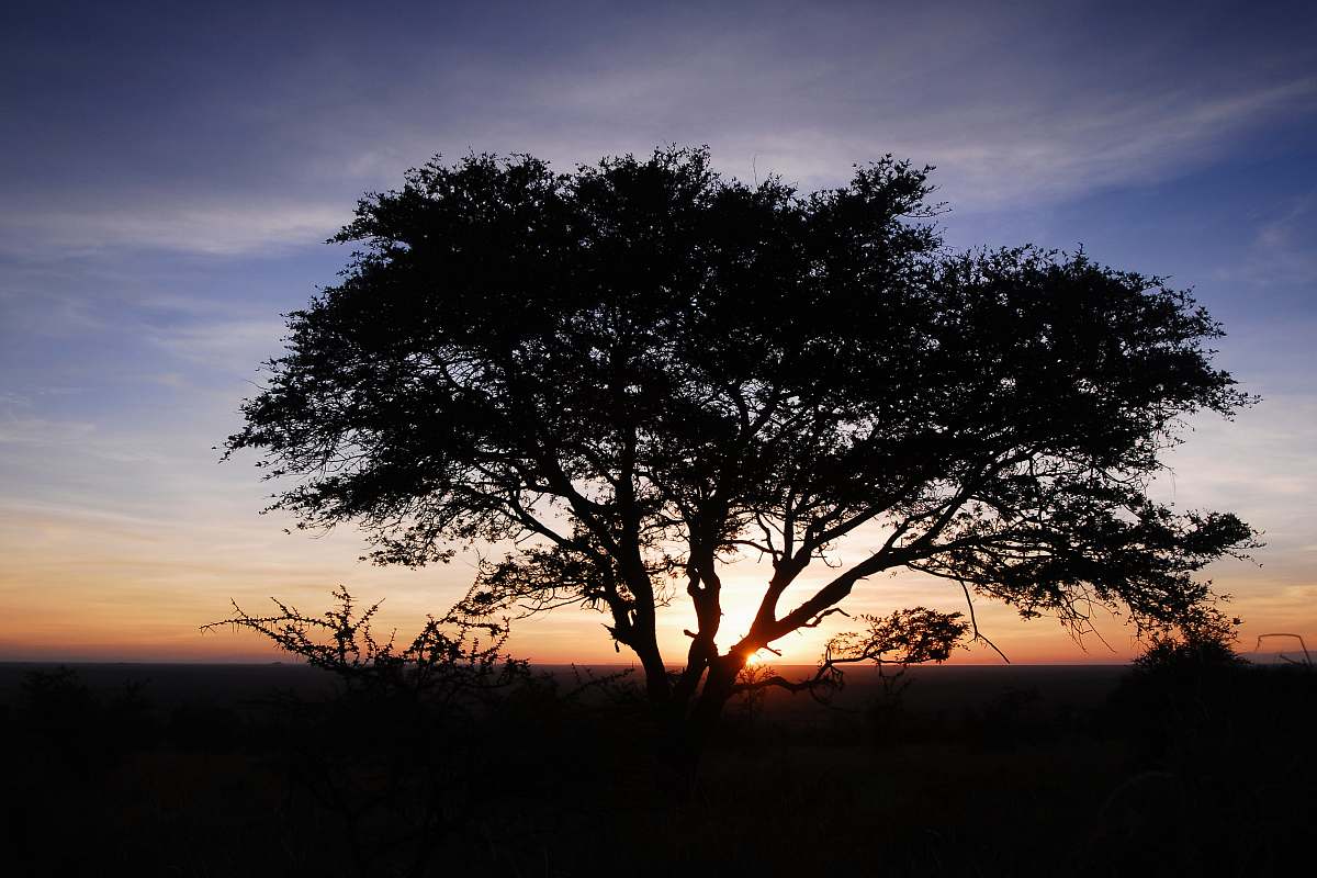 outdoors sun setting at the horizon behind tree plant