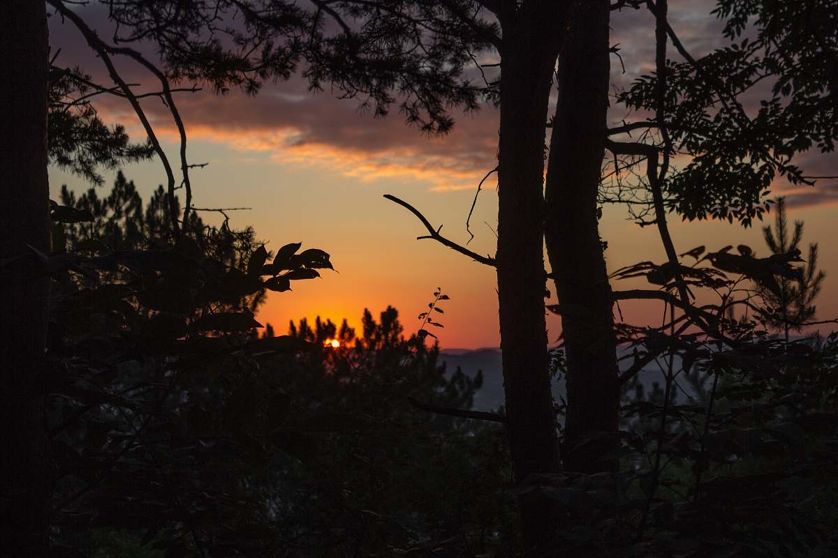 outdoors tall trees dawn