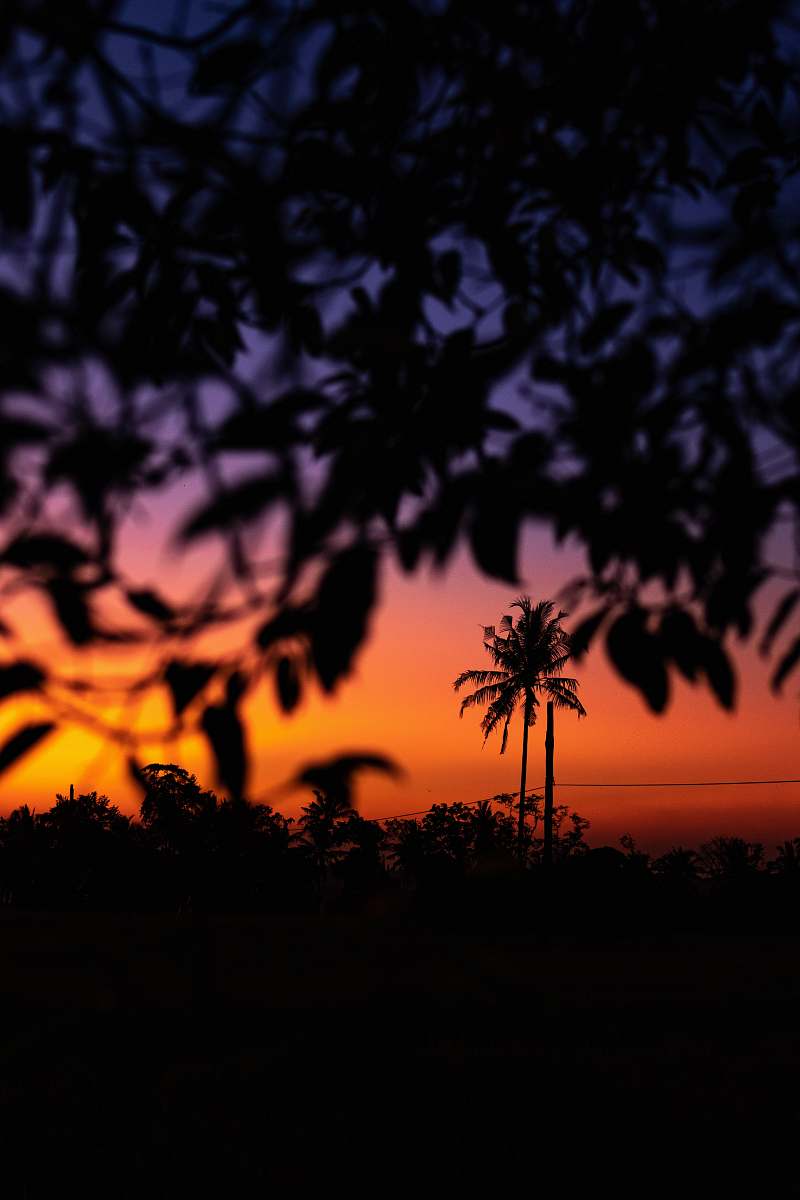 outdoors tree leaves under golden hour dusk