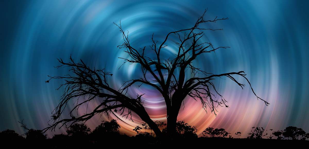 outdoors tree without leaf illustration tree
